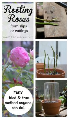 four different pictures with flowers in them and the words, rooting roses from slips or cuttings easy tried & true method anyone can do