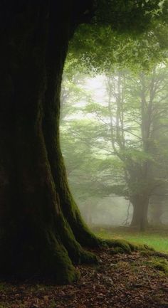 a large tree in the middle of a forest filled with lots of green grass and trees