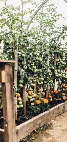 there are many fruits growing in the wooden box on the planter boxes that have been placed together