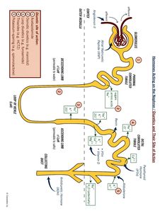 an image of a diagram showing the different parts of a snake's body and how to use it