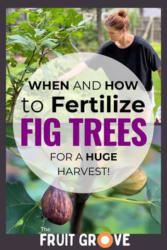 a woman standing on top of a tree with the words when and how to fertiize fig trees for a huge harvest