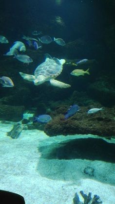 an aquarium filled with lots of different types of fish