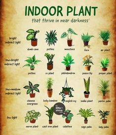 the indoor plant chart is shown with different types of houseplants and their names