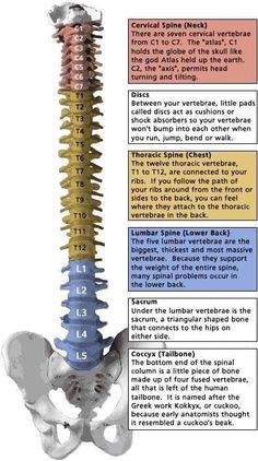 Spine Health, Medical School Studying, Human Skeleton, Chiropractic Care