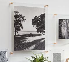 three black and white photographs hang on the wall next to a potted plant in front of them