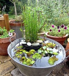 several potted plants and rocks in a pond