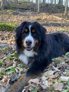 a black and white dog laying on top of leaves in the woods next to trees