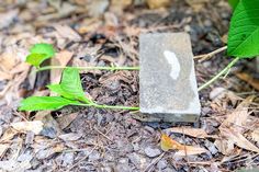 a cement block sitting on the ground next to a plant with leaves growing out of it