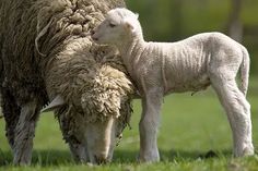 an adult sheep standing next to a baby sheep on a lush green grass covered field