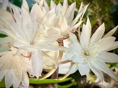 two white flowers in a vase with water droplets on the petals and leaves around them