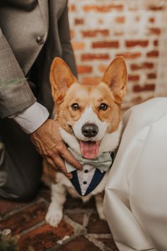 a corgi dog wearing a tuxedo is being petted by the groom