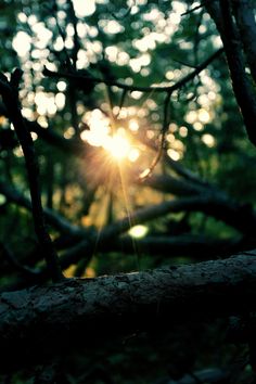 the sun is shining through the trees in the forest