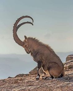 an antelope with its long curved tail sitting on top of a rocky hill