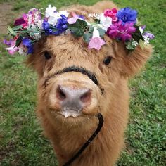 a brown cow wearing a flower crown on it's head