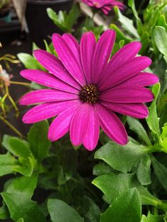 a pink flower with green leaves in the foreground and potted plants in the background