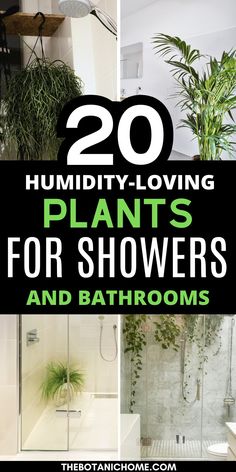 some plants are growing in the bathroom and it's so easy to do with them