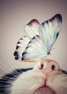 a cat's face with two butterflies on its head and one butterfly flying over it