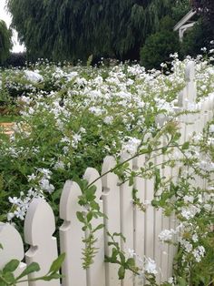 white picket fence surrounded by flowers and trees