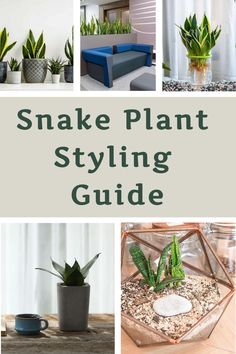 the snake plant styling guide is shown in four different pictures, including one with a potted