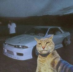 a cat sitting in front of a white car and another person standing next to it