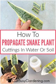 how to propagate snake plant cuttings in water or soil with text overlay