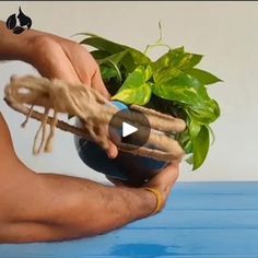 a person holding a potted plant on top of a blue table