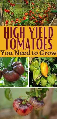 tomatoes growing in greenhouses with text overlay that reads high yield tomatoes you need to grow