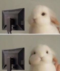 the rabbit is looking at the monitor screen and it looks like he's trying to get up