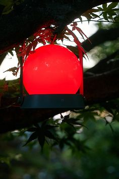 a red light hanging from the side of a tree