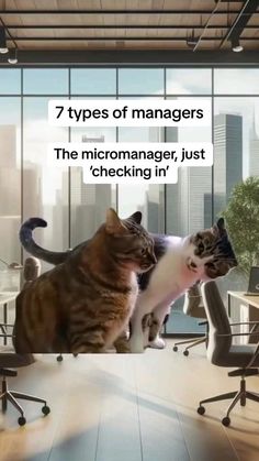 two cats sitting in an office looking at each other with the caption 7 types of managers