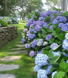 blue hydrangeas line the side of a stone wall in front of a house