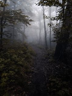 a trail in the middle of a forest with fog on it's trees and leaves