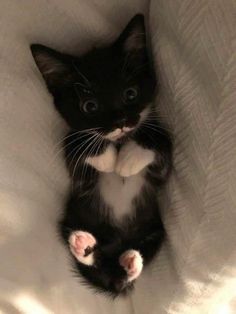 a small black and white kitten sitting on top of a bed with its paws in the air