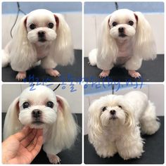 four pictures of a small white dog being groomed