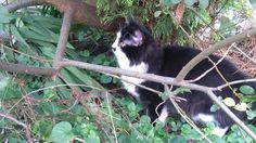 a black and white cat is sitting in the grass under a tree branch with green leaves