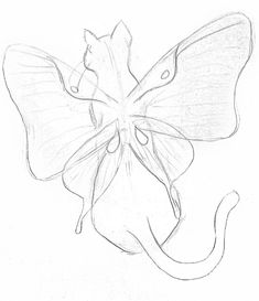 a pencil drawing of a butterfly with wings spread out, sitting on top of a flower