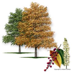 two trees with yellow leaves and red berries