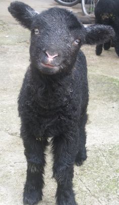 a small black sheep standing on top of a cement ground next to a bike rack