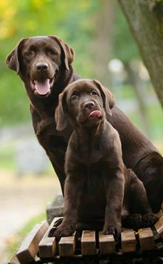 two chocolate lab puppies sitting on top of a wooden bench in the park with their tongue hanging out