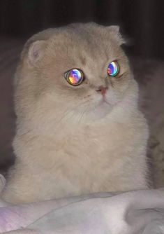 a cat with glowing eyes sitting on a blanket