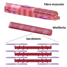 the structure of an organ is shown in red and purple, with two separate sections labeled