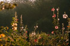 the sun shines through the trees and flowers in the field near to some bushes