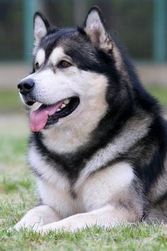 a black and white dog laying in the grass