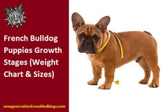 the french bulldog puppies growth stages weight chart and sizes are shown in this image