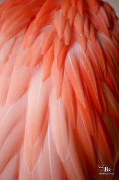 an orange and white bird with feathers on it's back