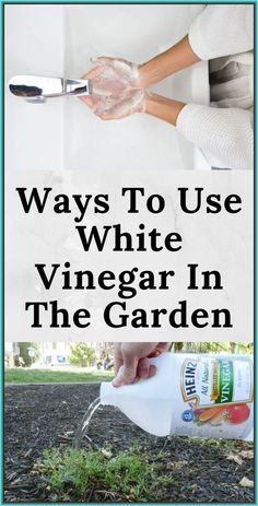 someone pouring vinegar into a garden with the words ways to use white vinegar in the garden