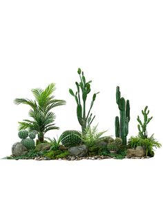 an assortment of plants and rocks on a white background