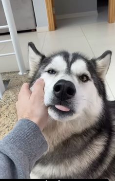 a person petting a husky dog on the nose