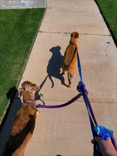 two dogs on leashes being walked down the sidewalk by someone's hand and another dog