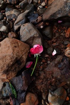 a single pink flower sitting on top of rocks